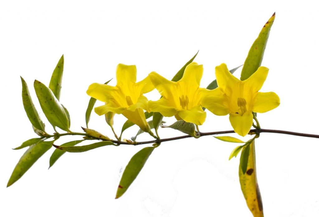 Gelsemium Sempervirens Remedy for Fear (Gels)
Yellow Jasmine 