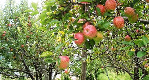 Permalink to An Apple a Day Keeps the Doctor Away – Part Two