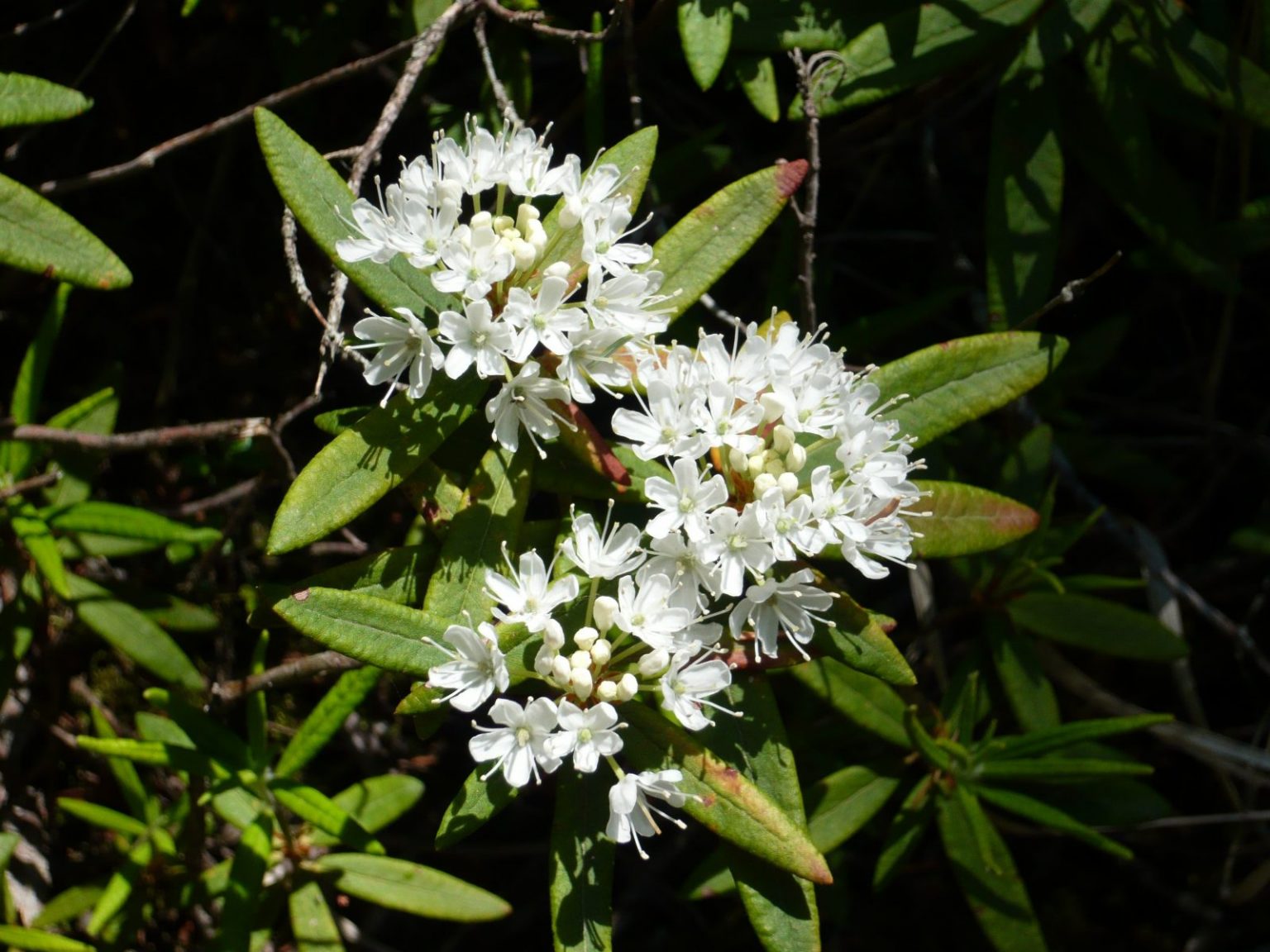 Labrador tea Powers of Homeopathy