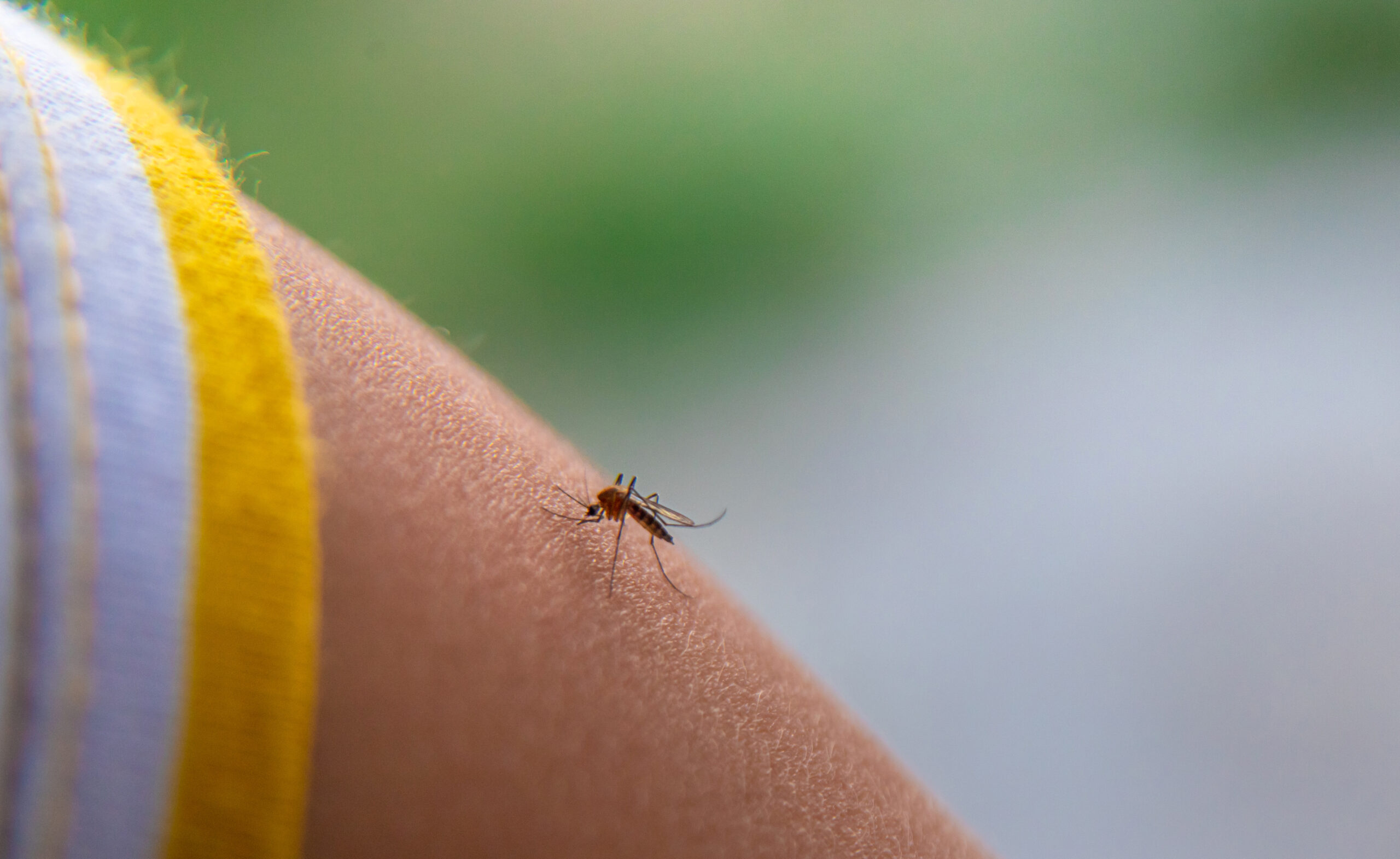 homeopathy for insect bites
