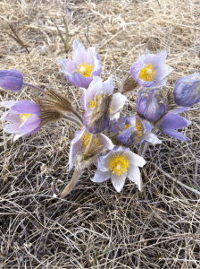 Prarie Anemone