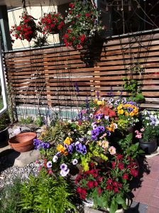 hanging-baskets