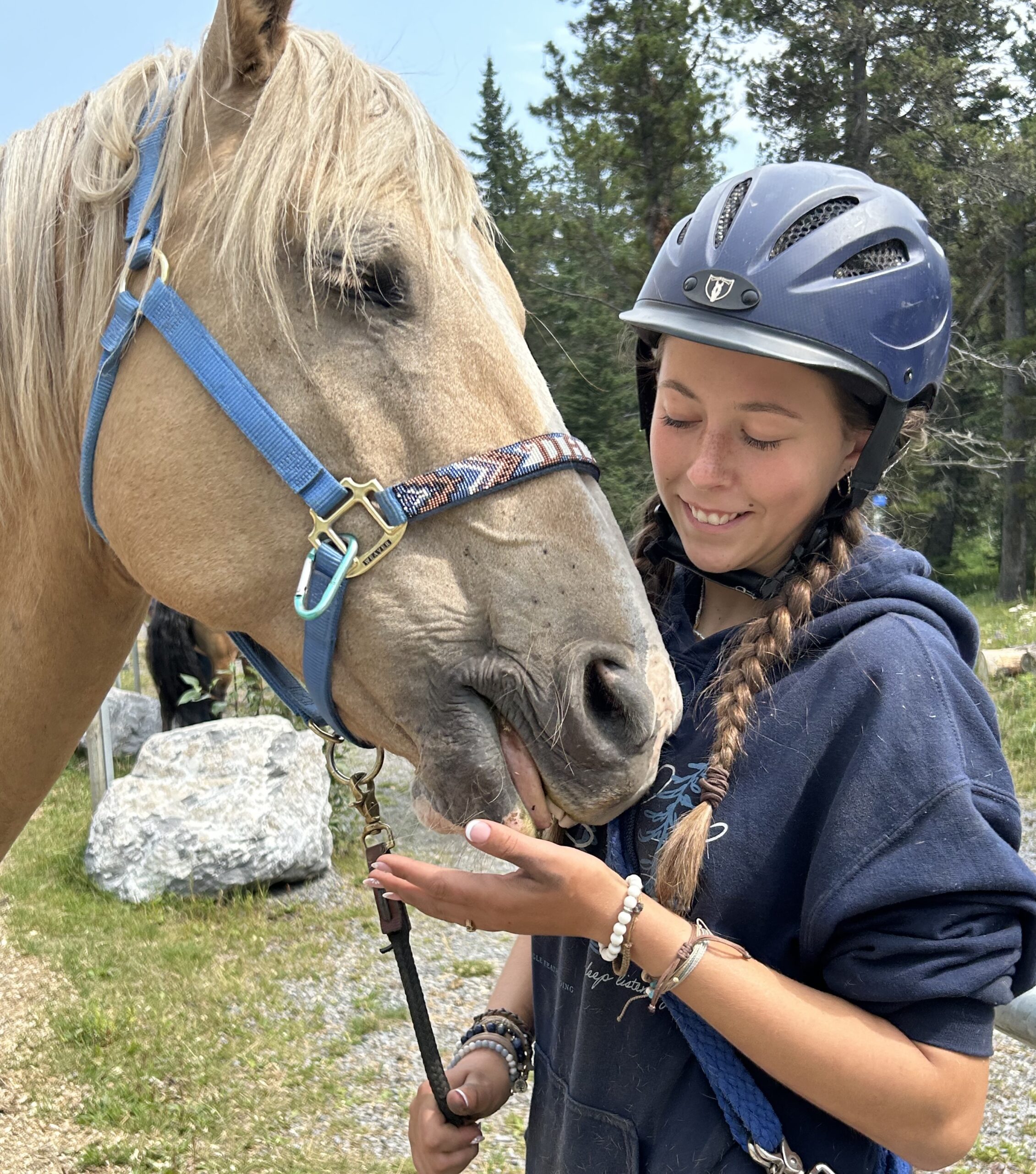 Homeopathy for Horse