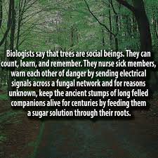 Trees are Social Beings