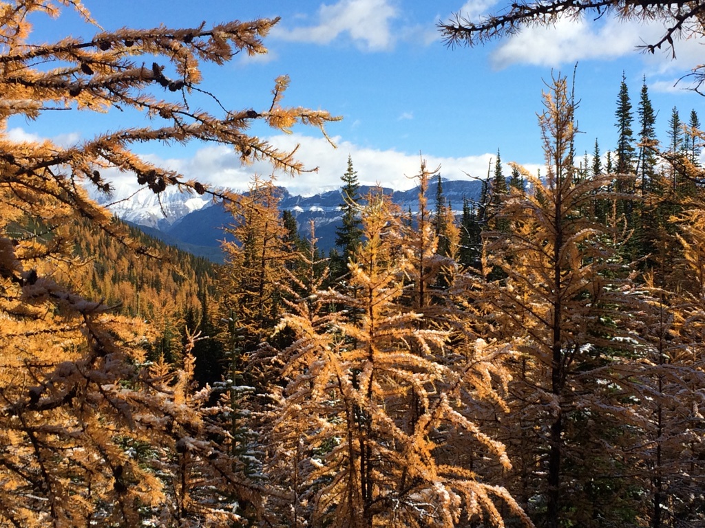 Homeopathy for hiking. Larch Valley Trail