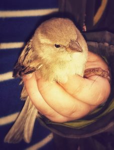 bird-in-the-hand-949969_1280