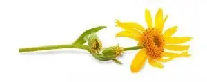 Homeopathy Course Online