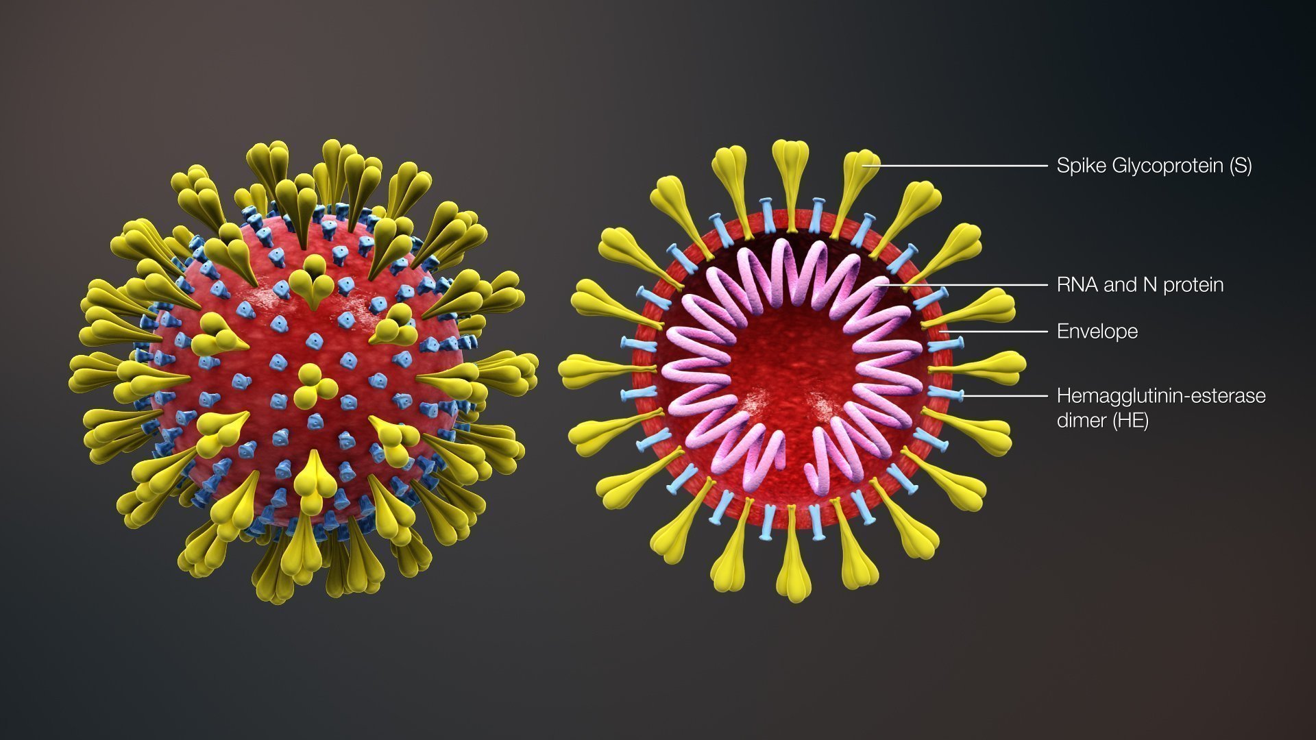 Coronavirus 2020 Homeoapthy