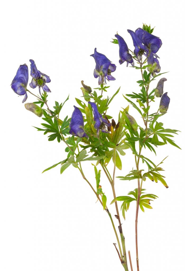 Monkshood Remedy for Fear Aconitum napellus (Aconite or Acon)