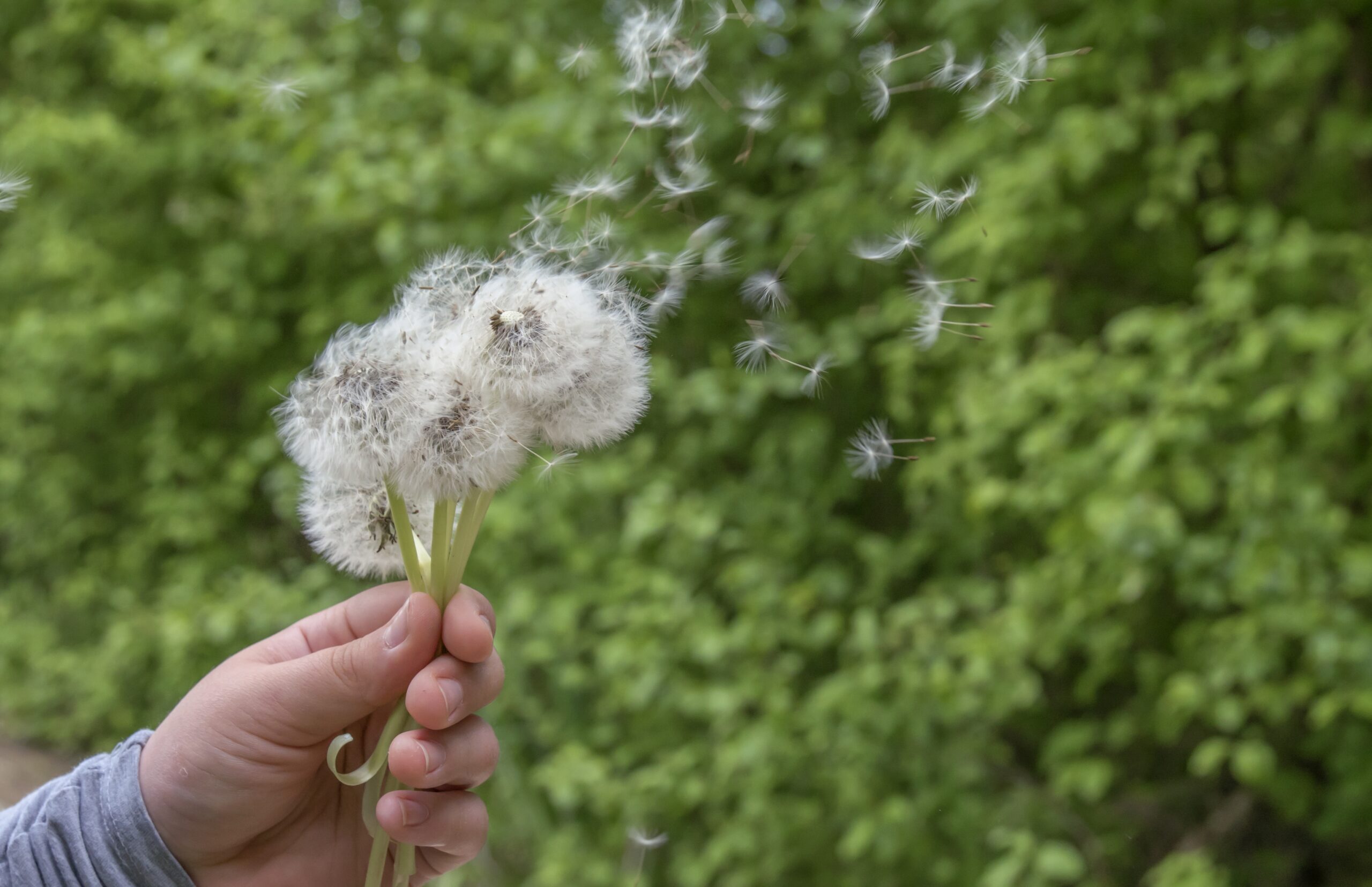 homeopathy for allergies