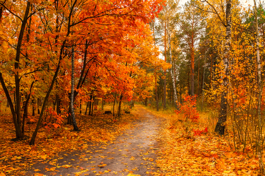 Homeopathy for perimenopause
