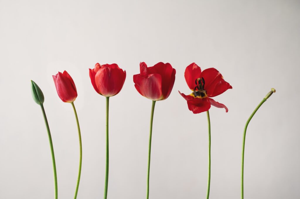 Homeopathy for hormones and women's health