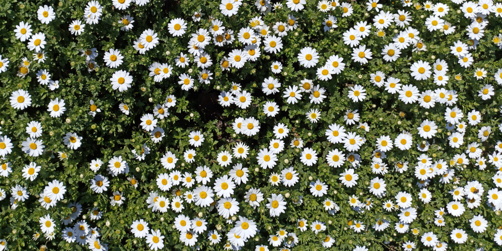 A Trip to the Dentist Webinar Powers of Homeopathy by Donna Powers
