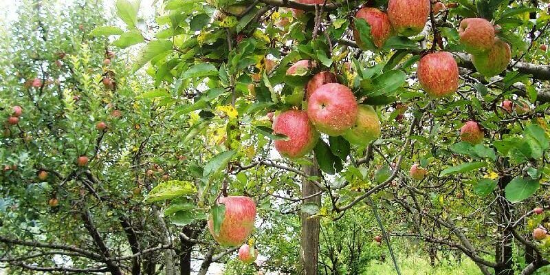 Himachal-apple-orchard