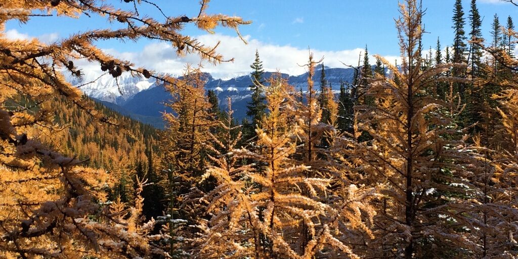 Homeopathy for hiking. Larch Valley Trail