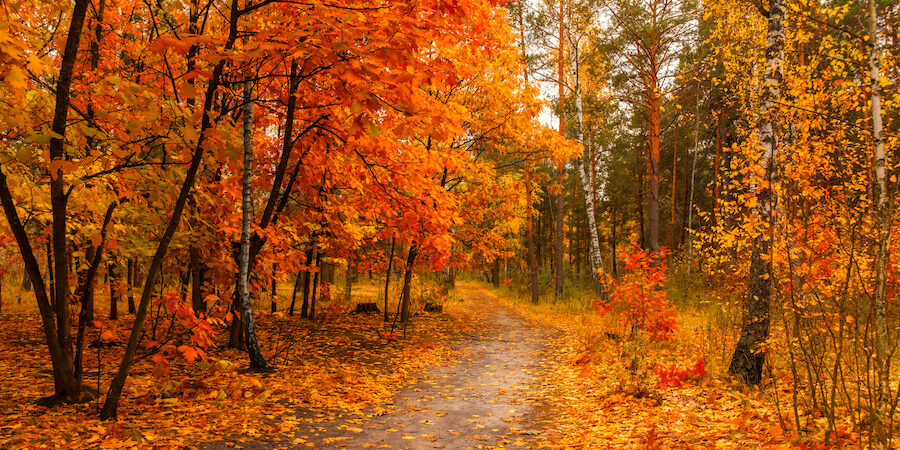 Homeopathy for perimenopause