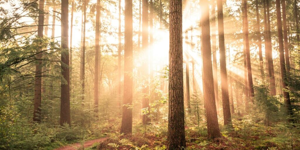 maxim-hopman-rtsOc4q65B4-unsplash