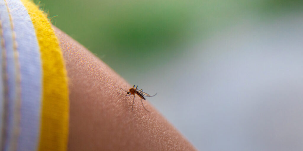 homeopathy for insect bites