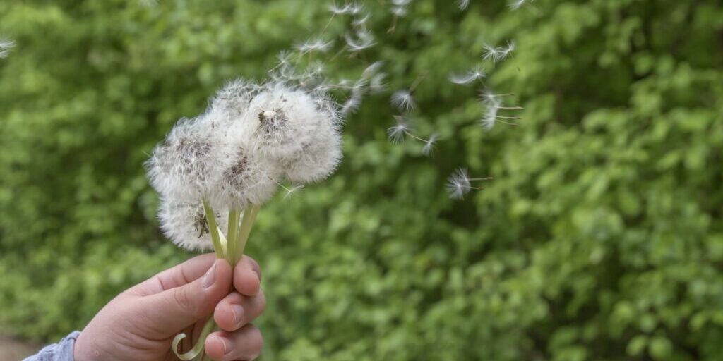 homeopathy for allergies